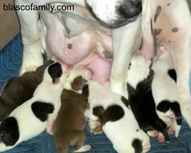 Bella with American Bulldog puppies...