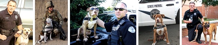 Pitbull police dogs