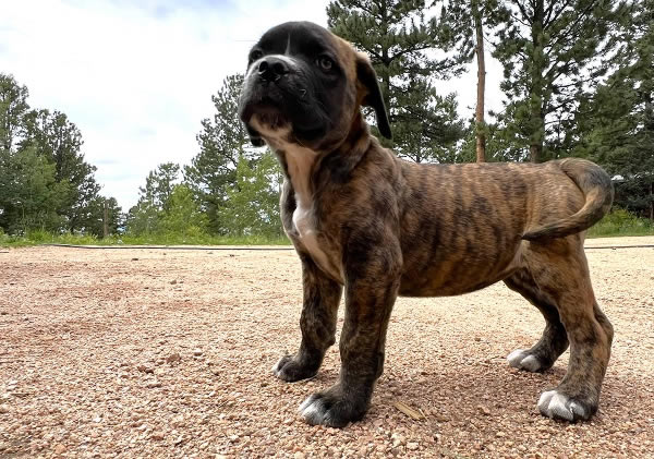 American Bulldog Boy 3