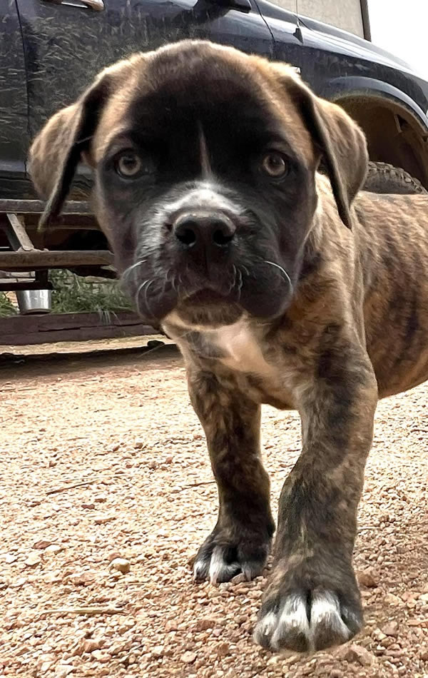 American Bulldog Boy 3