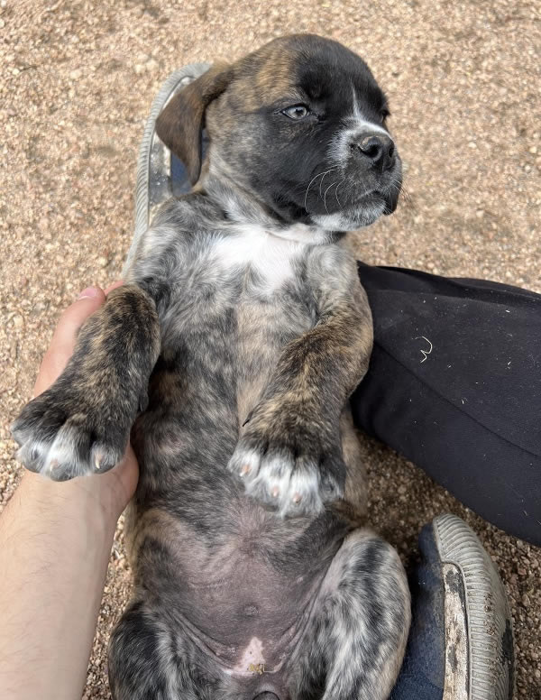 American Bulldog Boy 3