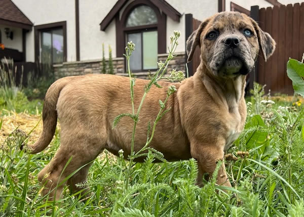 American Bulldog Boy 3