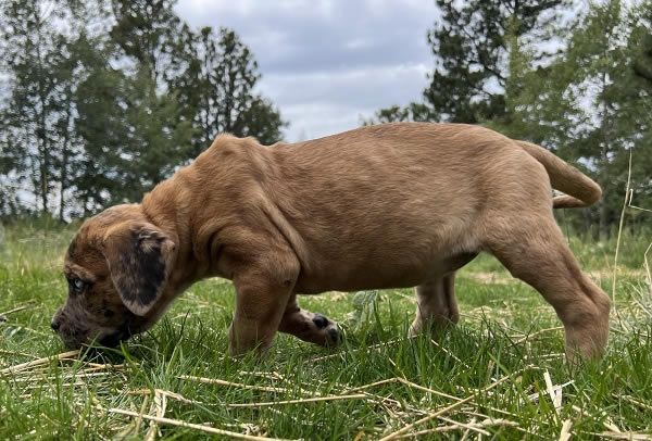 American Bulldog Boy 3