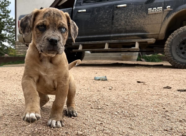 American Bulldog Boy 3