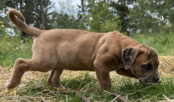 American Bulldog Boy 3