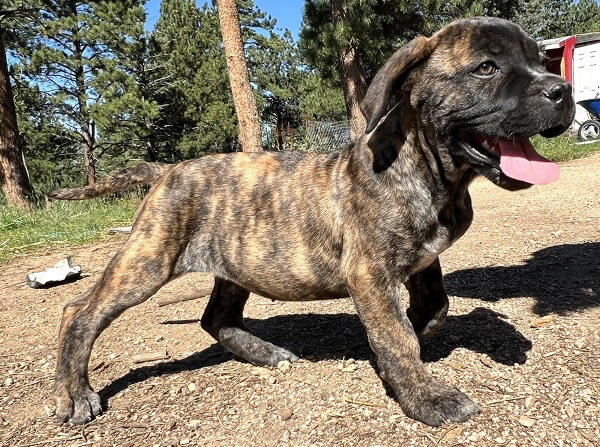 American Bulldog Boy 3