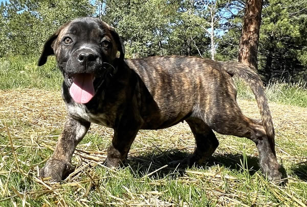 American Bulldog Boy 3