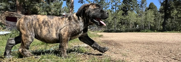 American Bulldog Boy 3