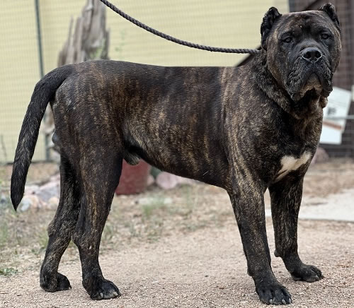 American Bulldog Bully the Bulldozer